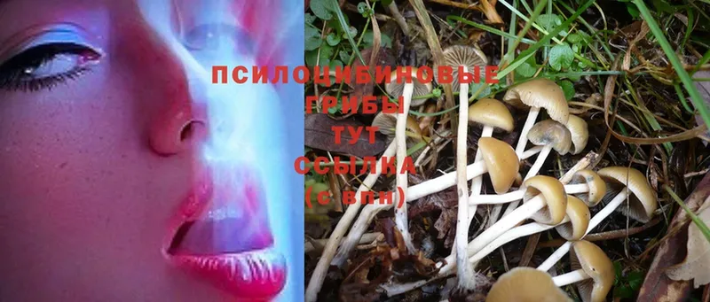 где купить наркоту  Бронницы  Галлюциногенные грибы Magic Shrooms 